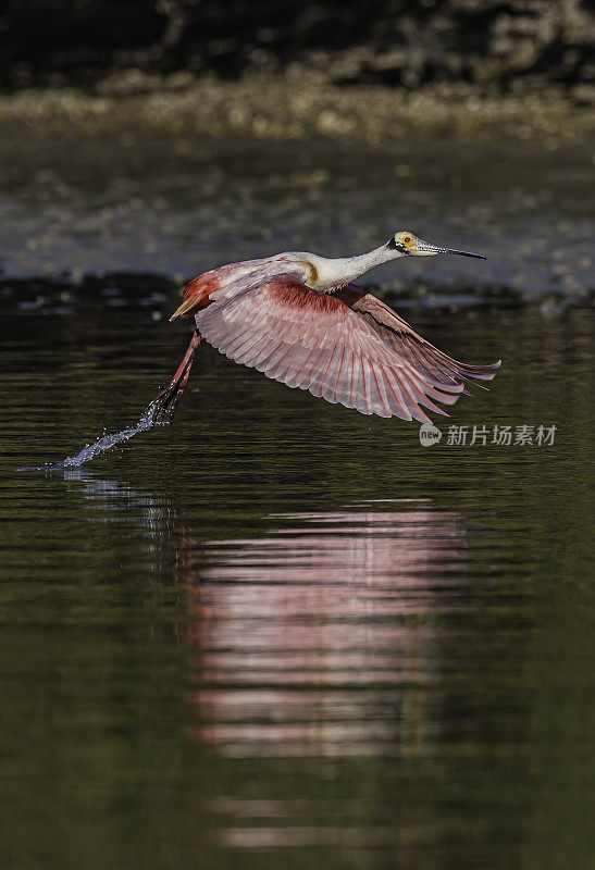 玫瑰色琵鹭，Platalea ajaja, Ajaia ajaja, Audubon Alafia银行鸟类保护区;鸟岛;希尔斯堡惨案湾;坦帕湾;佛罗里达。飞行和着陆。